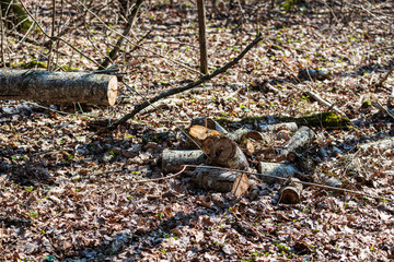 dry old tree trunk stomp in nature