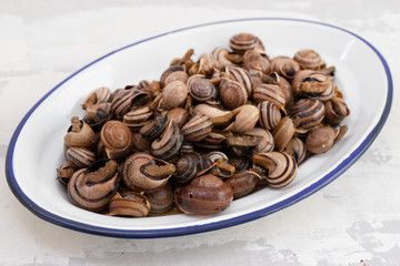 boiled snails with herbs in white dish on ceramic background