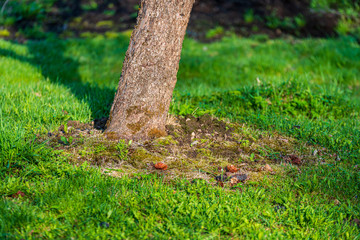 dry old tree trunk stomp in nature