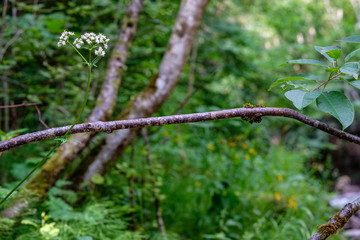 dry old tree trunk stomp in nature