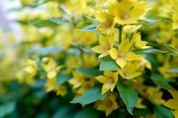 Dotted loosestrife (lysimachia punctata) in bloom