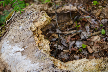 dry old tree trunk stomp in nature