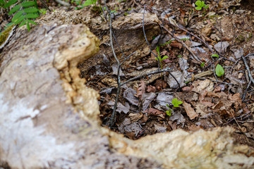 dry old tree trunk stomp in nature