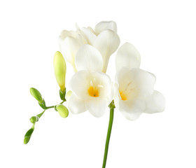Naklejka na ściany i meble Beautiful freesia flowers on white background