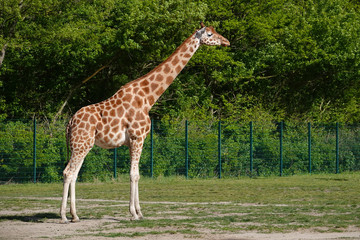 Naklejka na ściany i meble Giraffe im Zoo