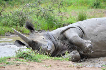 Obraz premium White rhinoceros (Ceratotherium simum) are earth's second-largest land mammals. Rhinos are endangered due to incessant poaching for their horns, which some people believe have medicinal properties.