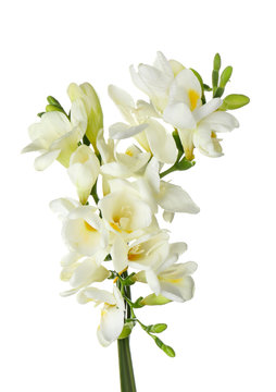 Beautiful freesia flowers on white background