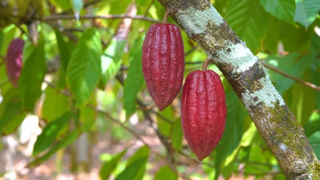 Cocoa tree with beautiful dark red pods, fresh, organic and healthy cocoa fruit in 4k