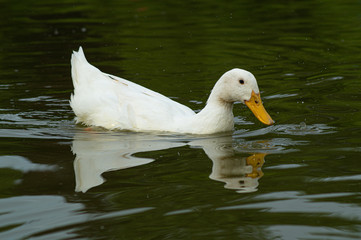 Large White Aylesbury, Pekin, Peking duck on lake with reflection