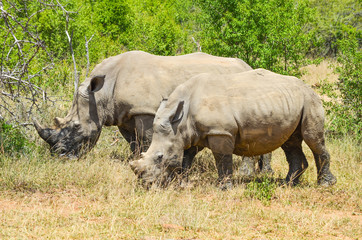 Obraz premium White rhinoceros (Ceratotherium simum) are earth's second-largest land mammals. Rhinos are endangered due to incessant poaching for their horns, which some people believe have medicinal properties.