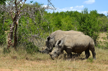 White rhinoceros (Ceratotherium simum) are earth's second-largest land mammals. Rhinos are endangered due to incessant poaching for their horns, which some people believe have medicinal properties.