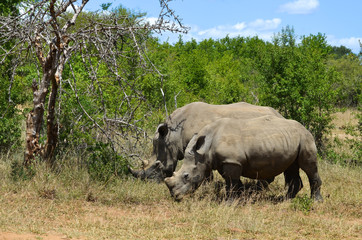 Fototapeta premium White rhinoceros (Ceratotherium simum) are earth's second-largest land mammals. Rhinos are endangered due to incessant poaching for their horns, which some people believe have medicinal properties.