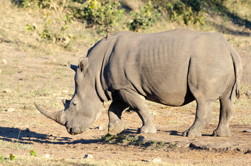 Obraz premium White rhinoceros (Ceratotherium simum) are earth's second-largest land mammals. Rhinos are endangered due to incessant poaching for their horns, which some people believe have medicinal properties.