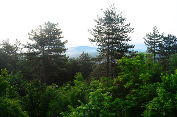 Fototapeta premium morning forest in the Bulgarian town of Malko Tarnovo
