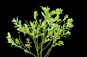 Spring blueberry branch with green berries on dark background.