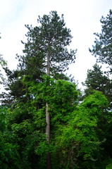 morning forest in the Bulgarian town of Malko Tarnovo