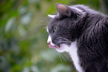 Pet cat looks out the open window