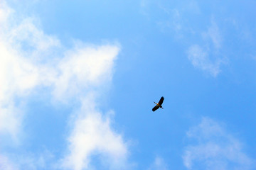 bird