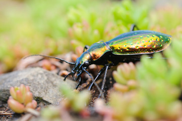 The Golden beetle (Carabus rutilans)