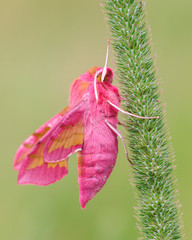 The small elephant hawk moth (Deilephila porcellus)