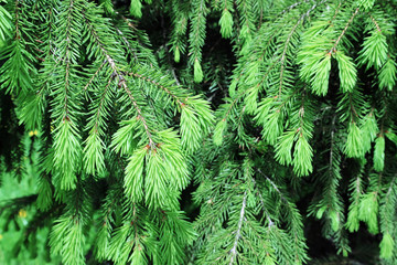 green branches of furtree on a background