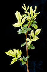 Sick branch of spring raspberries on a dark background. Plant disease. Sick green leaves.