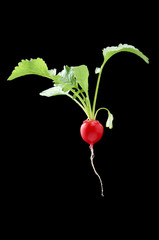 Radish with green leaves and round root vegetables on a dark background.