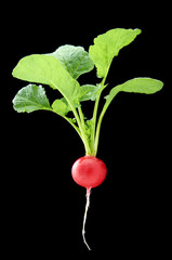 Radish with green leaves and round root vegetables on a dark background.