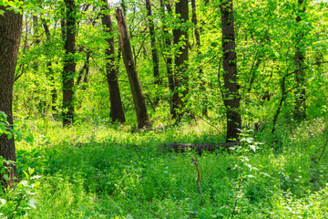 View of green forest at spring