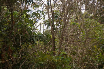 trees in the forest