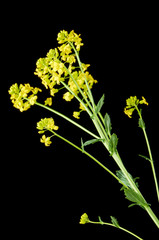 Sprig of flowering rapeseed on a black background