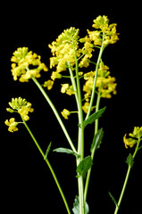 Sprig of flowering rapeseed on a black background