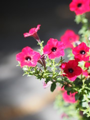 Pink flower on blurred of nature background frame space for write
