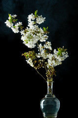 Sprig of cherries on a black background