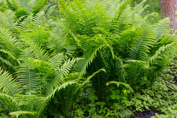 Green fern in a forest