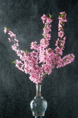 Cherry twig with water drops black background