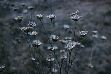 Dried flowers in the field at dawn