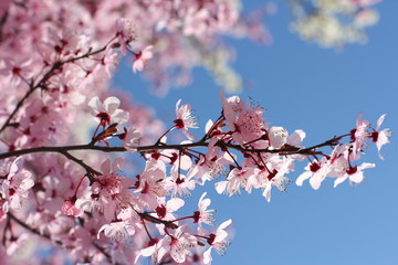 flowers sky spring background