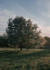 Green trees in the sunset on the meadow