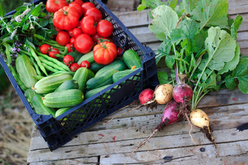 A bunch of fresh organic radishes and a basket with cucumbers, tomatoes, beans and herbs. Gardening and harvesting concept