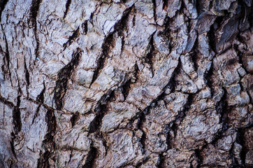 tree bark texture