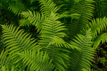 Fototapeta na wymiar Green fern in a forest