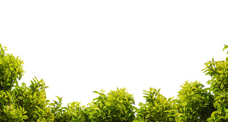 Tree frame. Green leaf and branches isolated on white background. Lush and juicy dense foliage forms a natural frame.