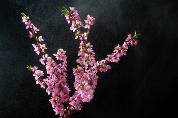 Cherry blossoming twig on black background