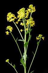 Sprig of flowering rapeseed on a black background