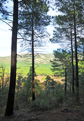 Bosque de pinos de Fuencaliente en el Parque Natural del Valle de Alcudia y Sierra Madrona, provincia de Ciudad Real Castilla la Mancha España