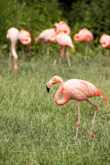 Flamingo Bird Wildlife