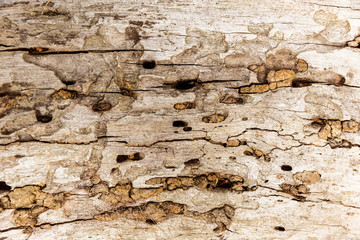 Wooden surface with insect burrow eaten out from edge.