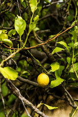 Lonely lemon hanging from wild lemon tree bush with low yield.