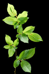 Texture green young branches of the elderberry on a black background